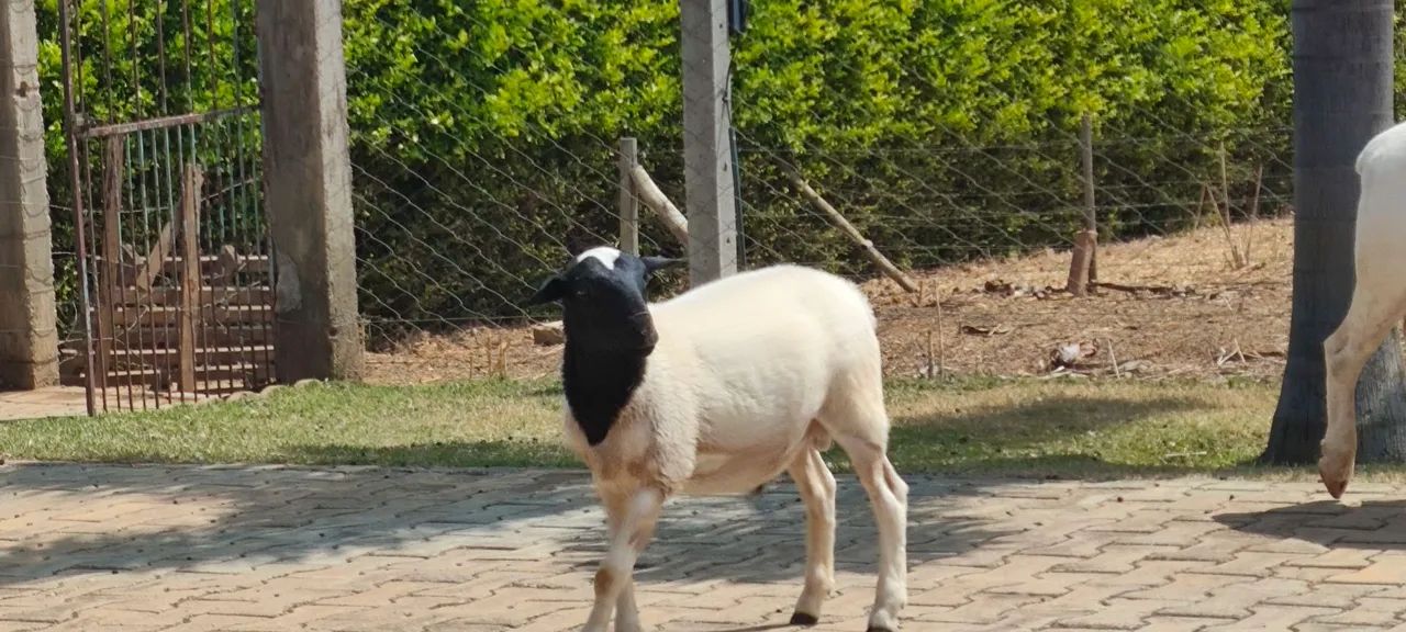 Carneiro dorper e white dorper para venda