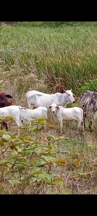 Vendo ou troco gado em escavadeira - Foto 4