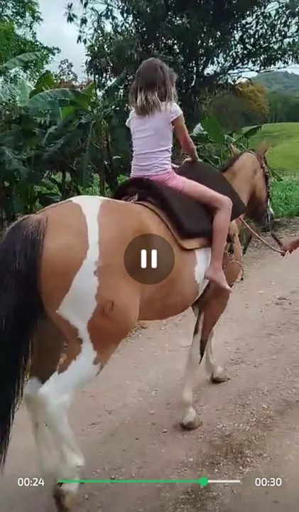 Égua crioula  - Foto 5