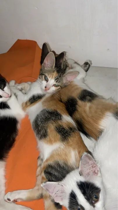 Gatinhos fofinhos para adoção - Foto 2