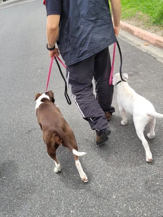 Adestramento de cães em SJC - Foto 4