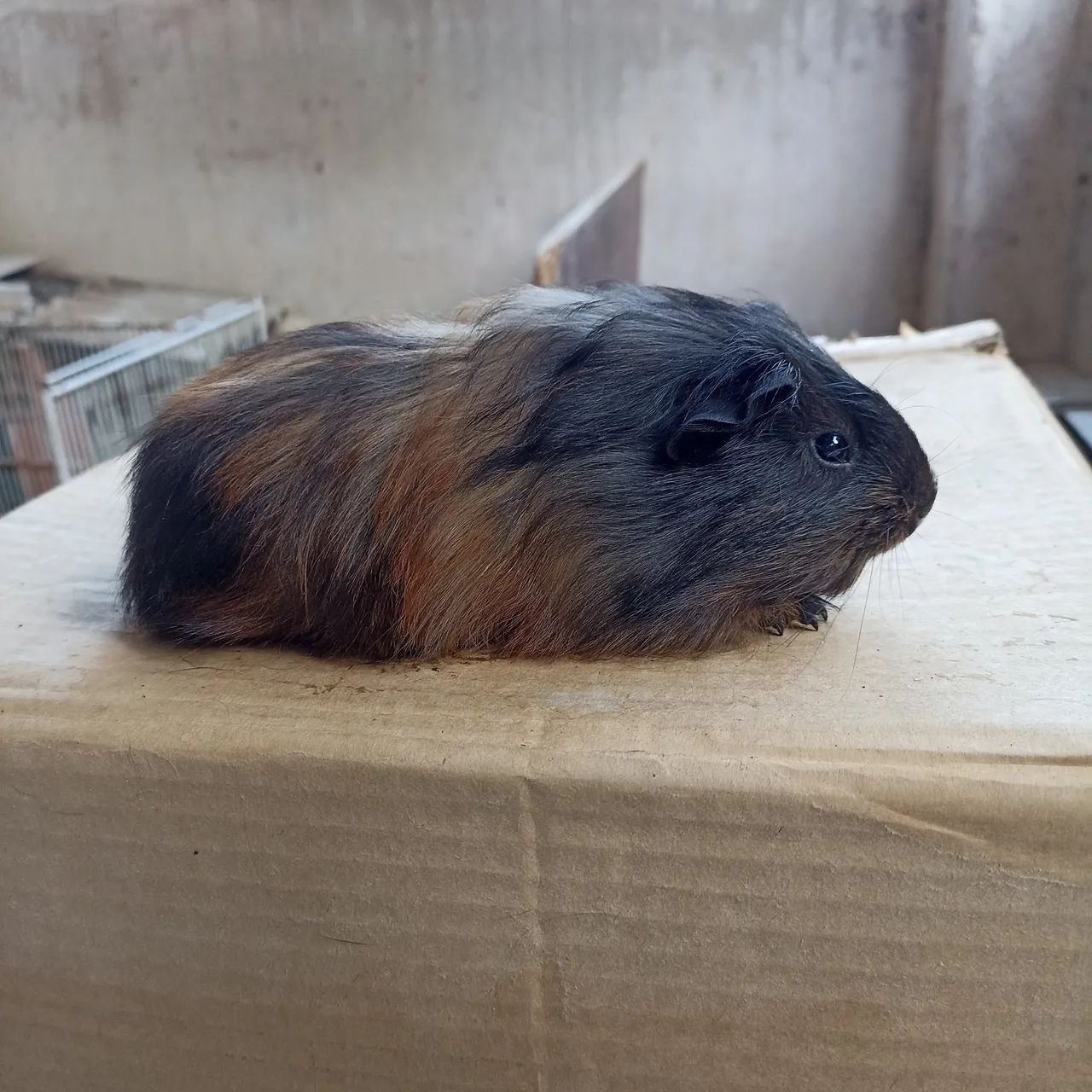 Porquinhos da índia (Ler anúncio). - Foto 5