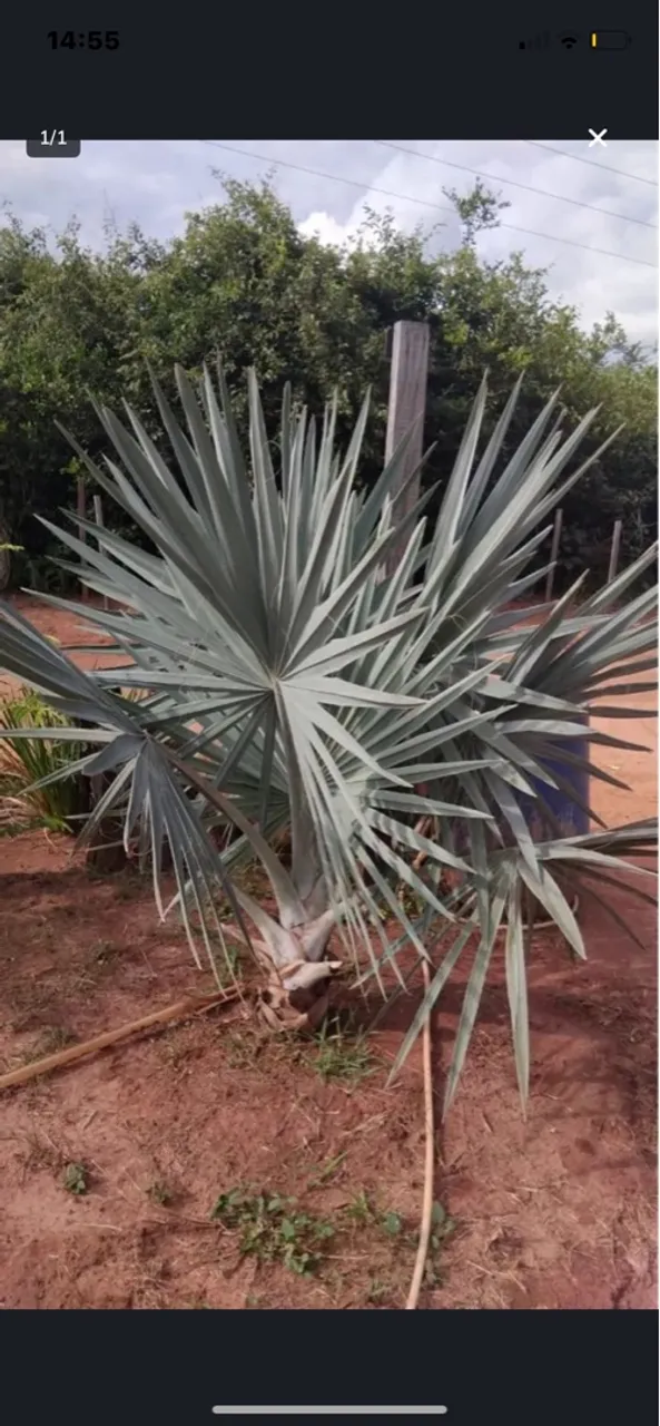 Palmeira Azul 1,50m - Ideal para Jardins e Decorações