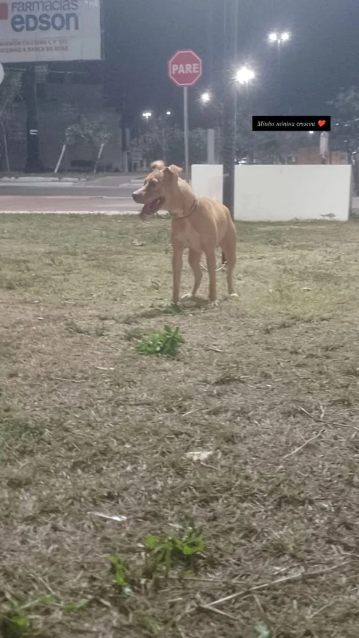 Pitbull adorável 