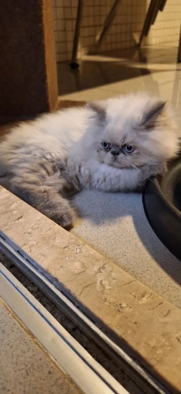 Gatinho Persa Macho Seal Point