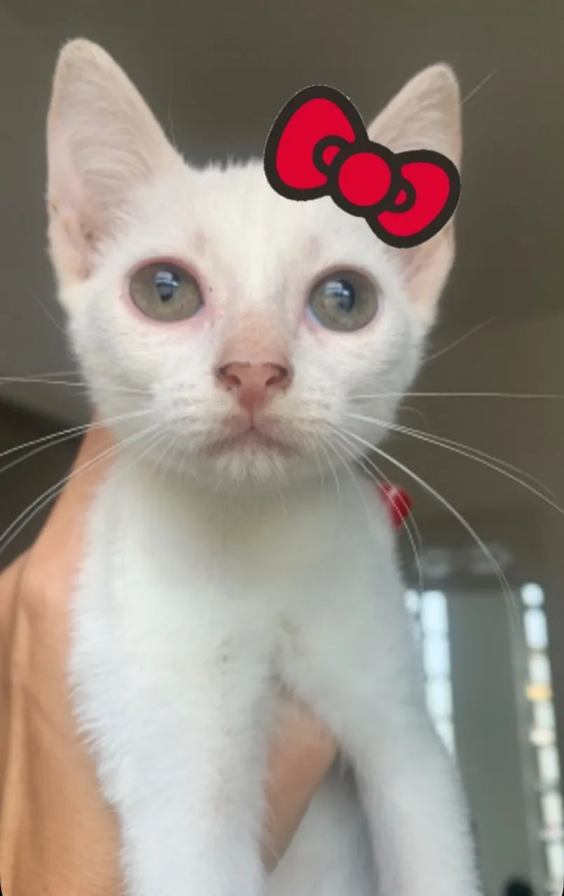 Gatinhos fofinhos e dóceis para adoção - Foto 3