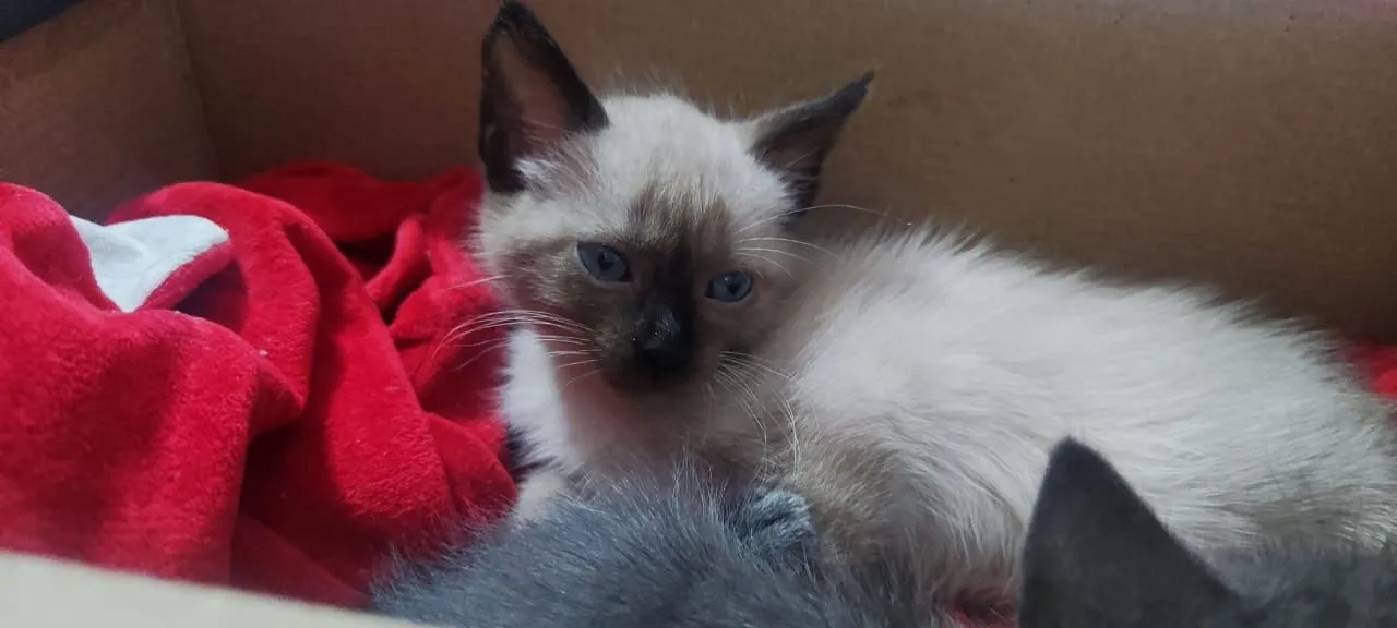 Gatinho Siamês puro 