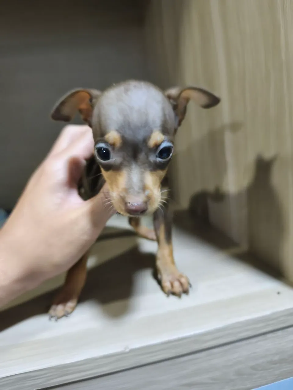 Pinscher fêmea chocolate red