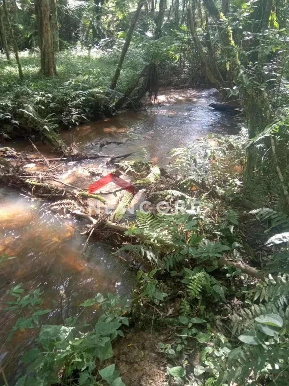 Chácara em Área Rural - Área Rural de São José dos Pinhais - São José dos Pinhais/PR - Foto 3