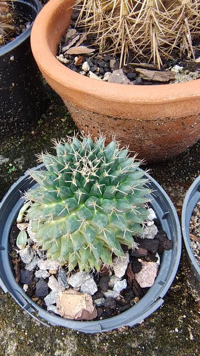 Cacto Mammillaria 