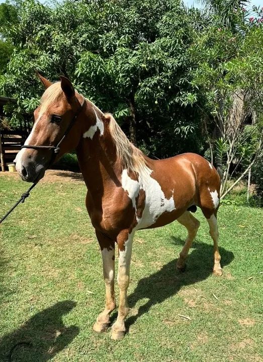 Cavalo novo 2 anos macha picada  - Foto 2