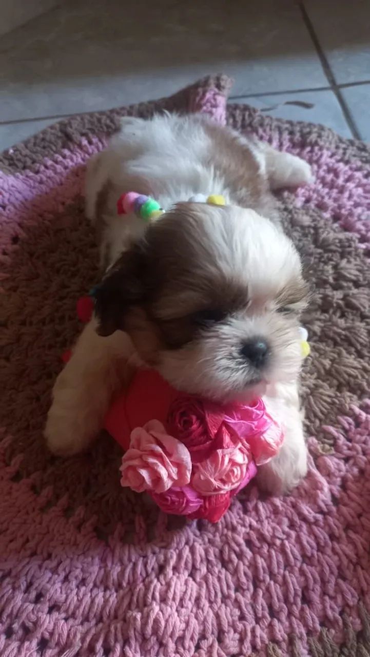 Filhotes de Minie Shih Tzu lindo - Foto 4