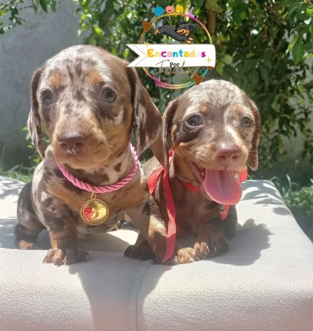 Salsicha Dachshund basset Lindíssimos 
