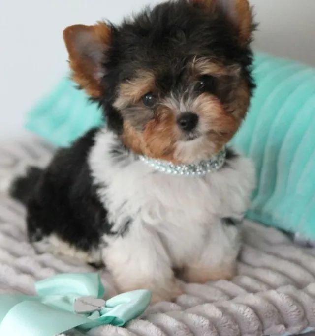 Biewer Terrier Tricolor Disponível - Parcelamos Sua Compra no Cartão de Crédito