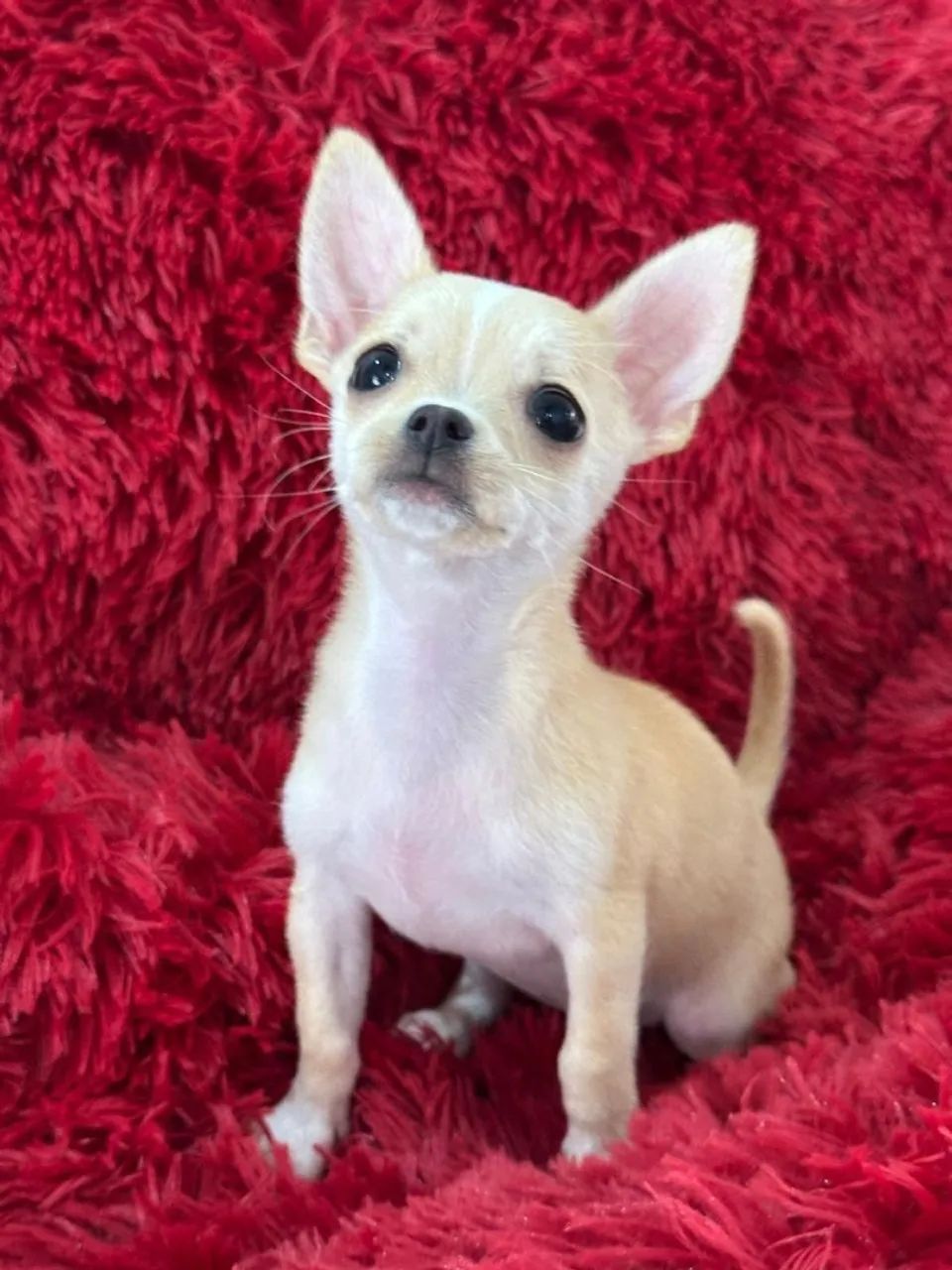 Chihuahua pêlo Curto