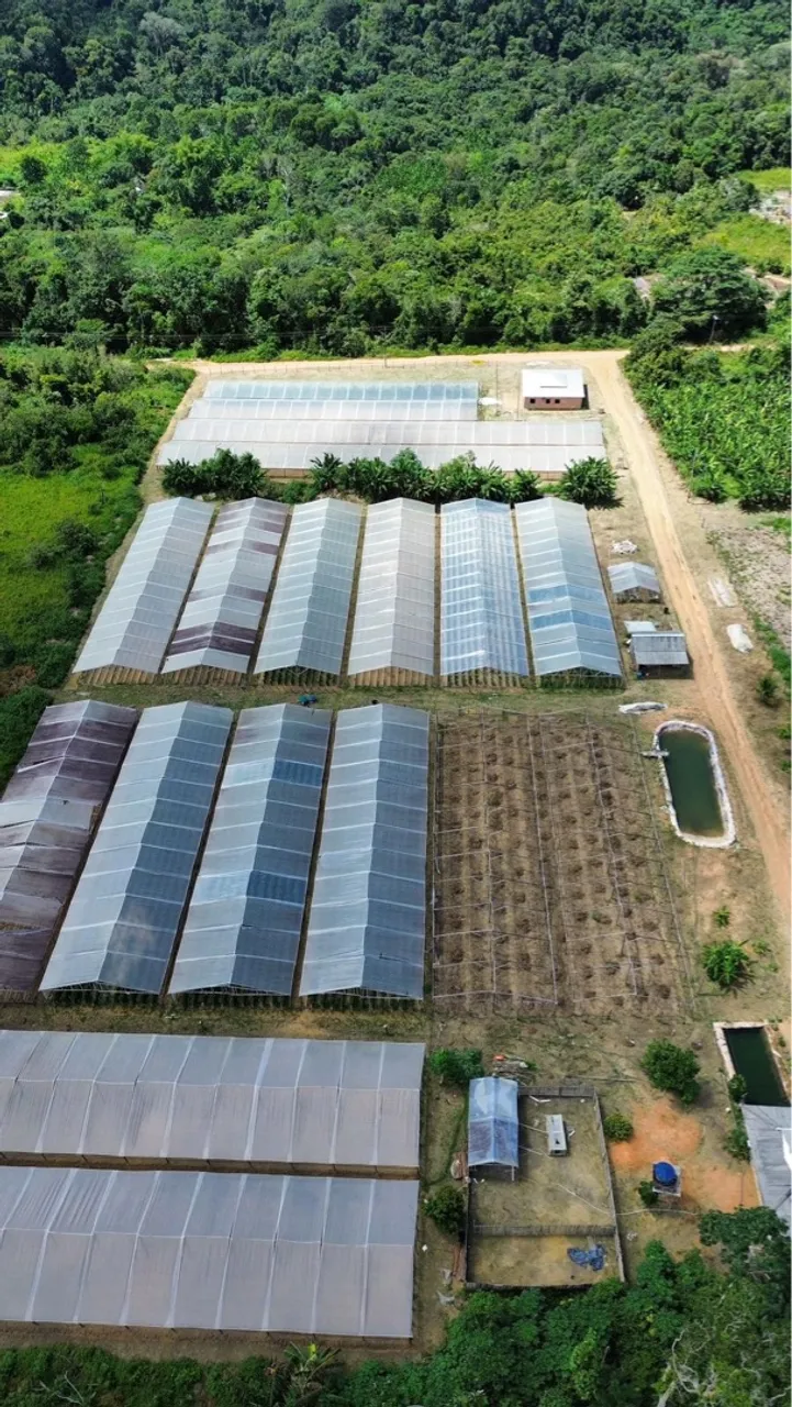 Terreno 100x2000m em Presidente Figueiredo/AM