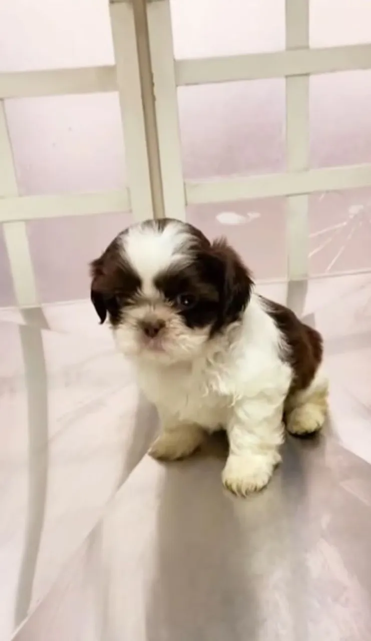 Doação Filhote Shih Tzu