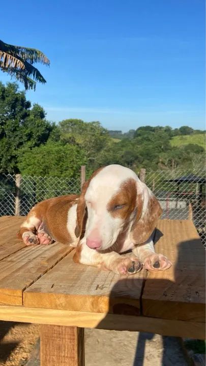 Filhote de Dachshund miniatura  - Foto 6