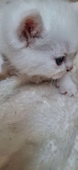 Vendo Gatinho - Foto 6