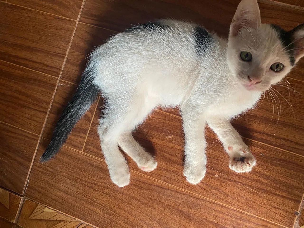 Gatinho Macho - Foto 6