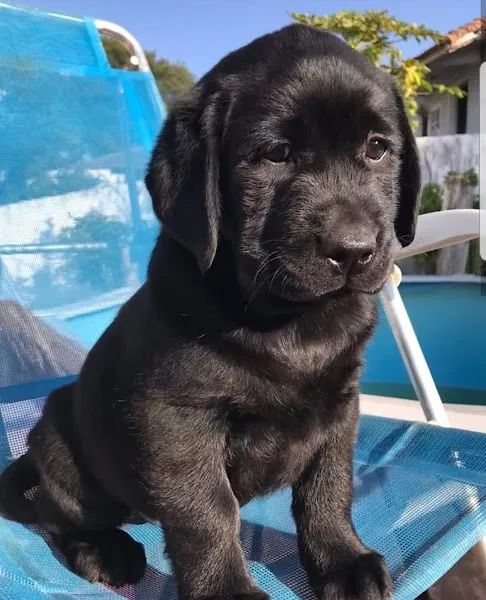 Labrador linhagem campeã