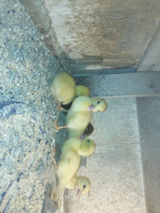 Filhotes de Patos Gigante Alemão  - Foto 6