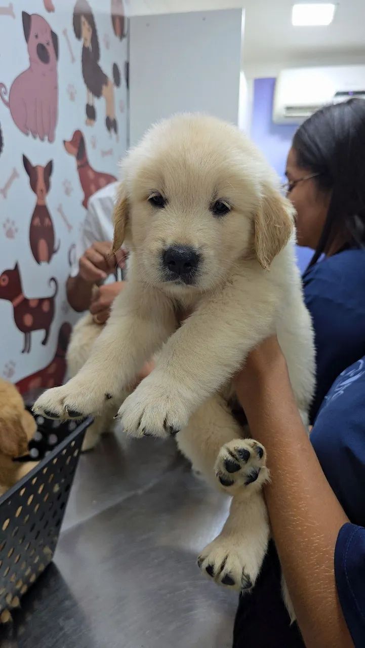LINDOS FILHOTES GOLDEN RETRIEVER- Pais Saudáveis, Vacinados e Super Dóceis! - Foto 3