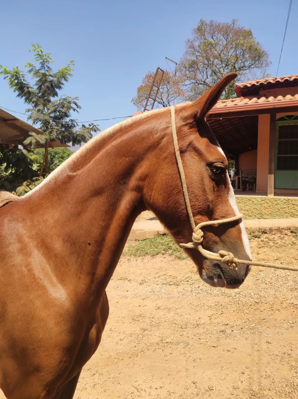 Potra Mangalarga Marchador sem registro para venda - Foto 4