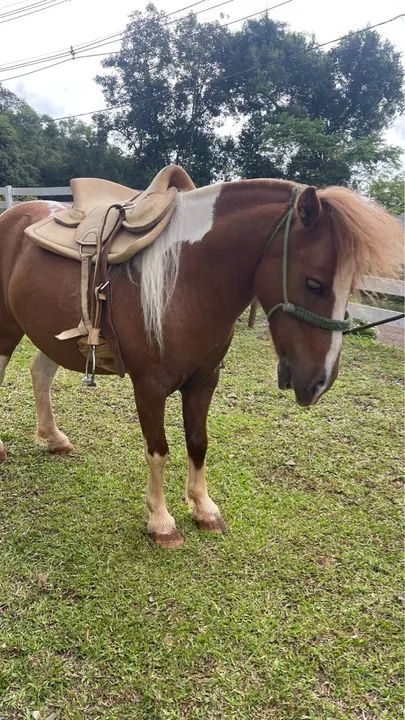 Pônei macho tubiano