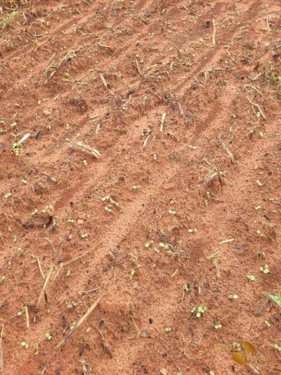 Fazenda à venda,  m² por R$ 78.000.000 - Zona Rural - Nova Maringá/MT - Foto 3