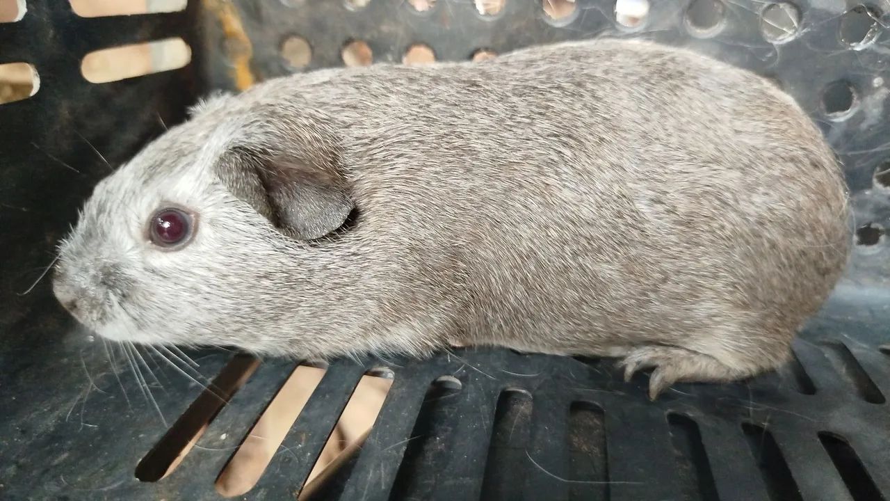 Porquinhos da índia  - Foto 5