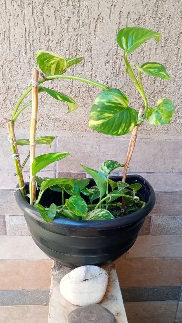 Planta Pothos - Muda Linda e Saudável