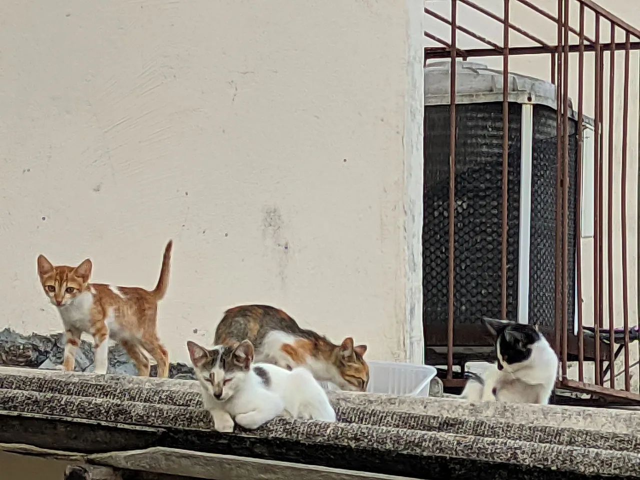 Gatinhos para Adoção - Foto 2