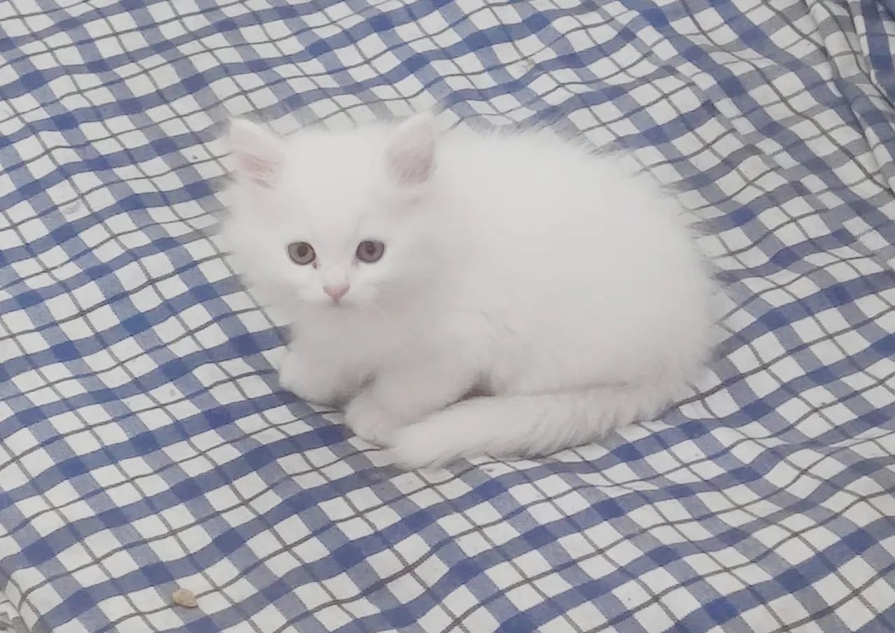 Angorás Fêmeas! - Foto 3