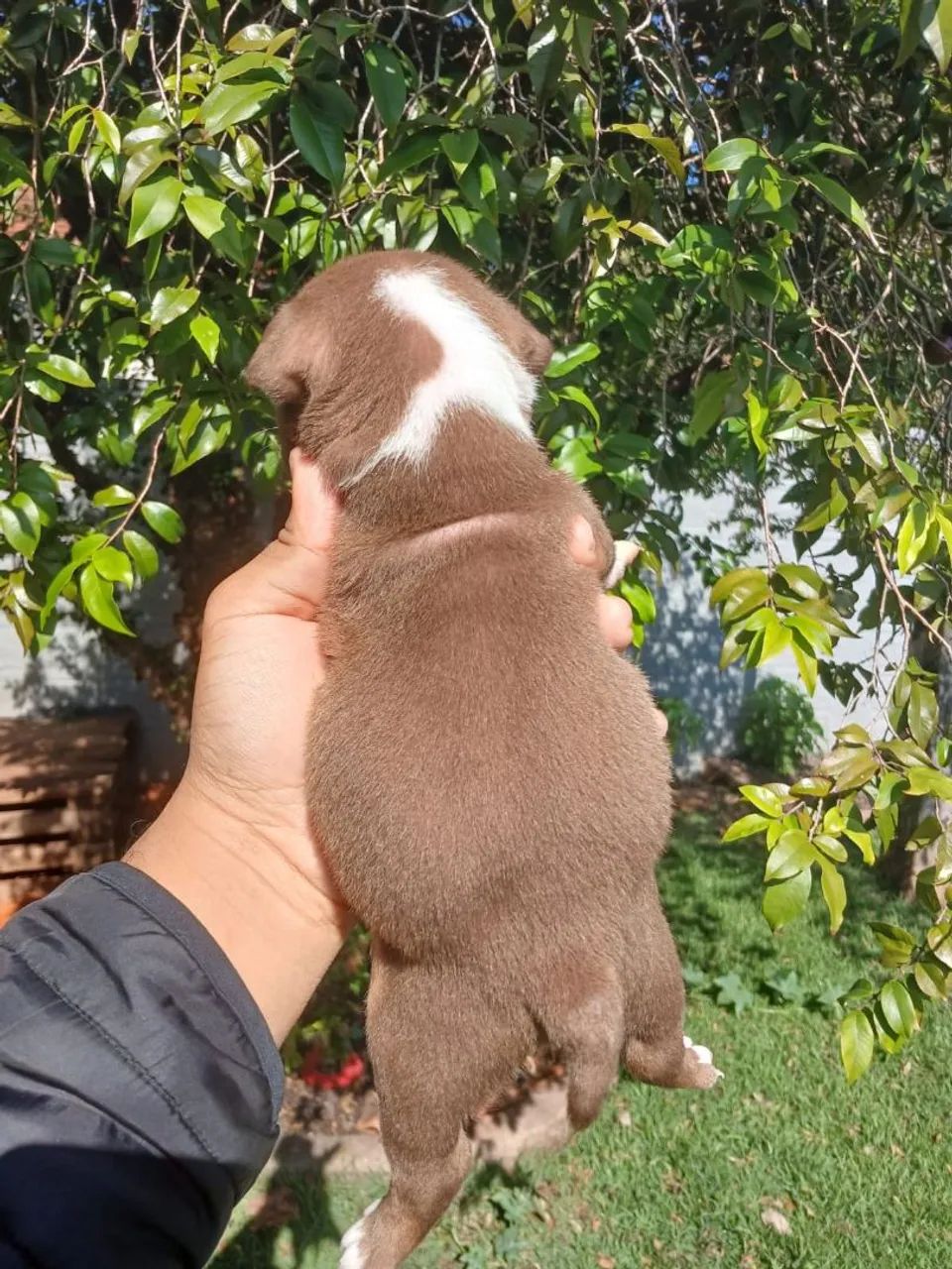 Filhote Bulldog Inglês - fêmea  - Foto 4