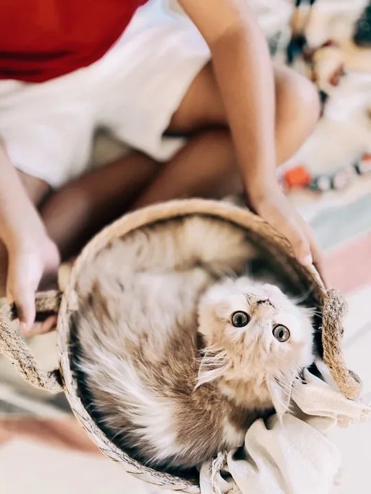 Gatinha persa - Foto 2