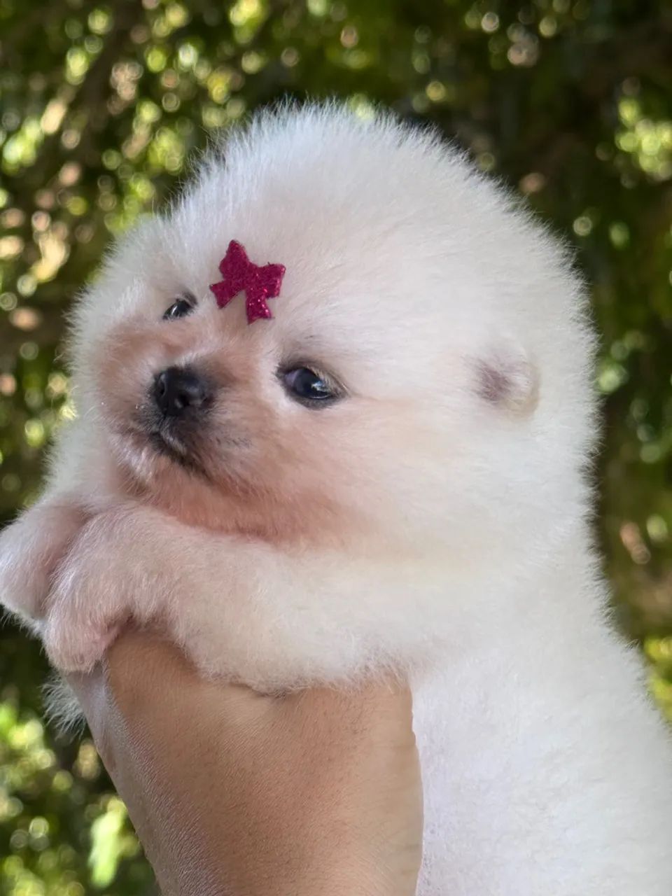 Filhote de Spitz Alemão - Foto 4