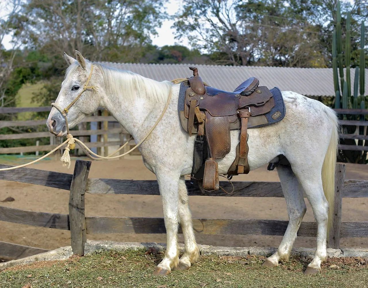 Cavalo Quarto de Milha  - Foto 2