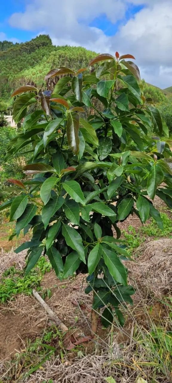 Sítio Produzindo Café - Escriturado - Domingos Martins ES - Foto 3