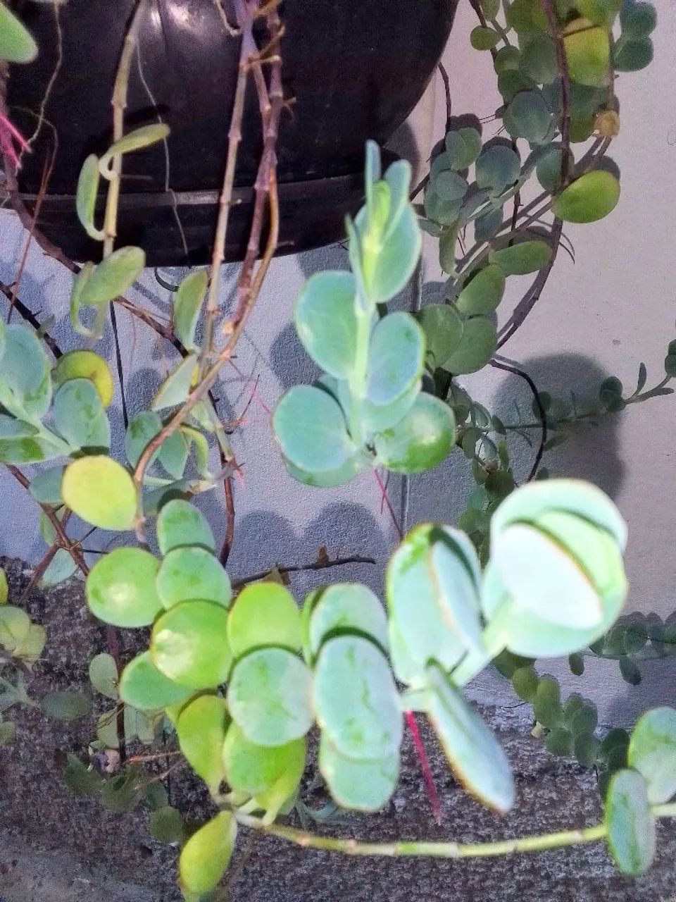 Planta: Dischidia nummularia (ou popularmente colar de moedas)