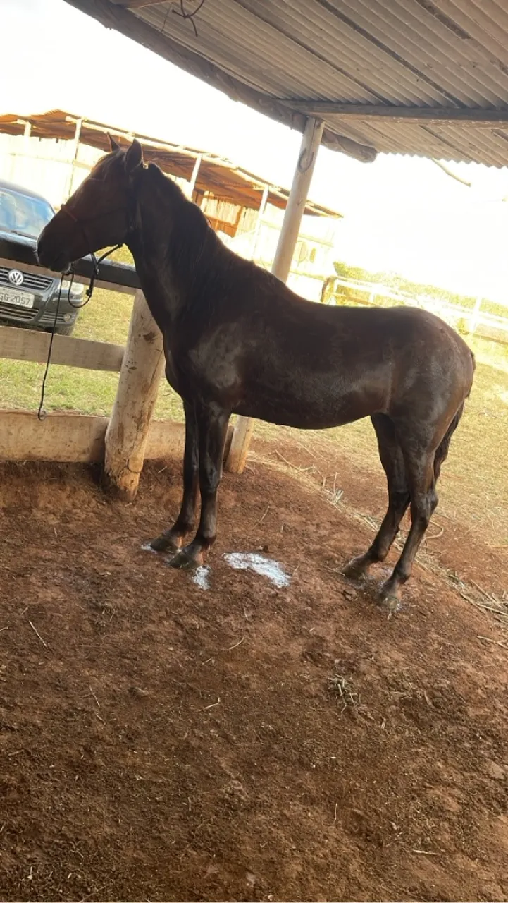 Cavalo ALAZÃ