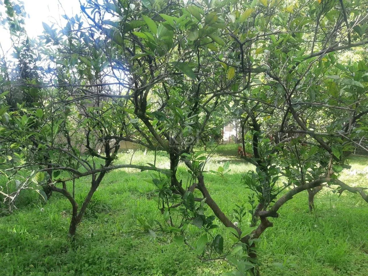 Terreno no bairro Sarandi, com 375m². Localizado na Rua Professor Cecy Cordeiro, plano, pr