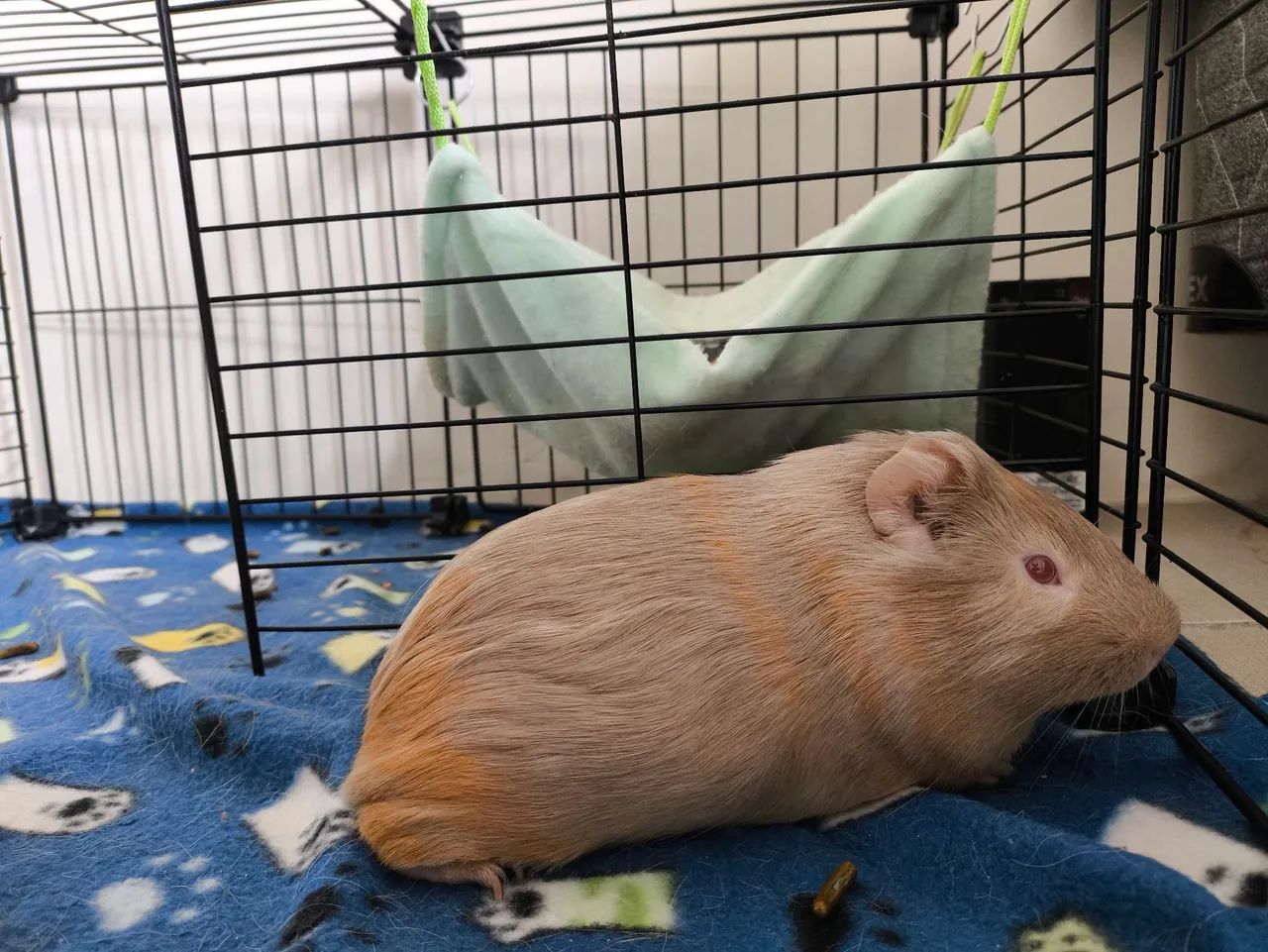 Porquinhos da índia 2 machos - Foto 5