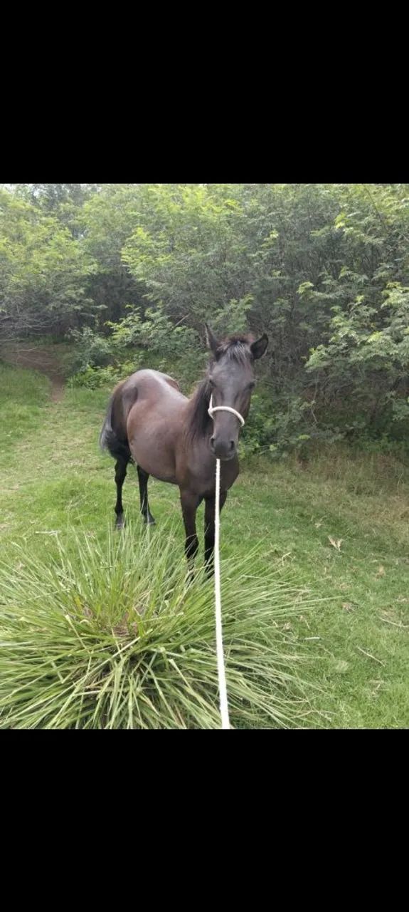 Vendo ou troco - Foto 2