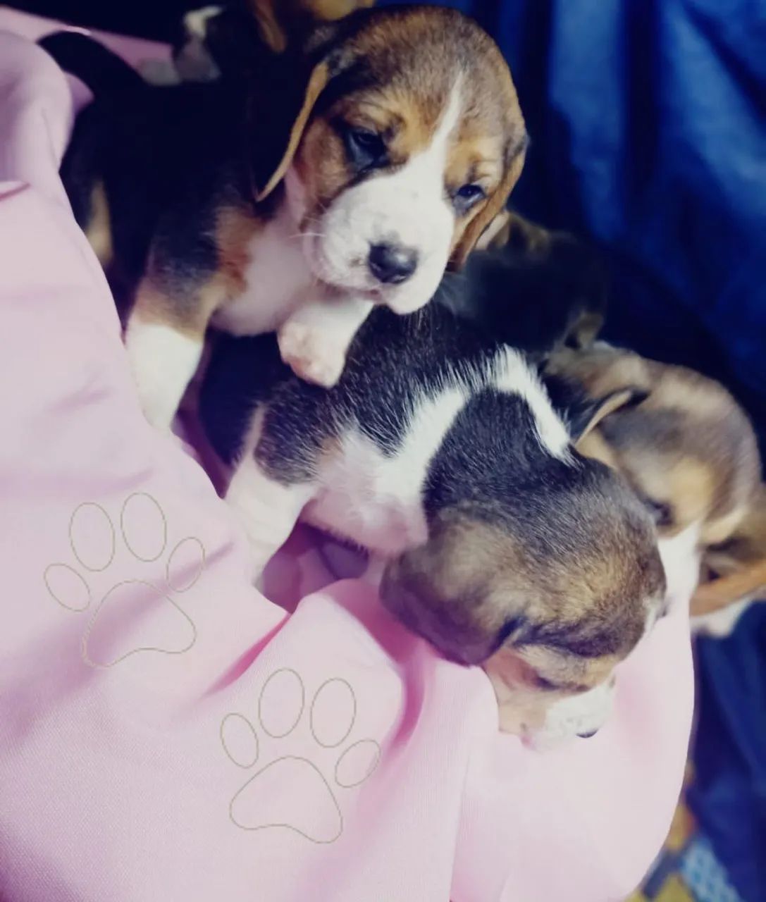 Filhotes de Beagle - Foto 2