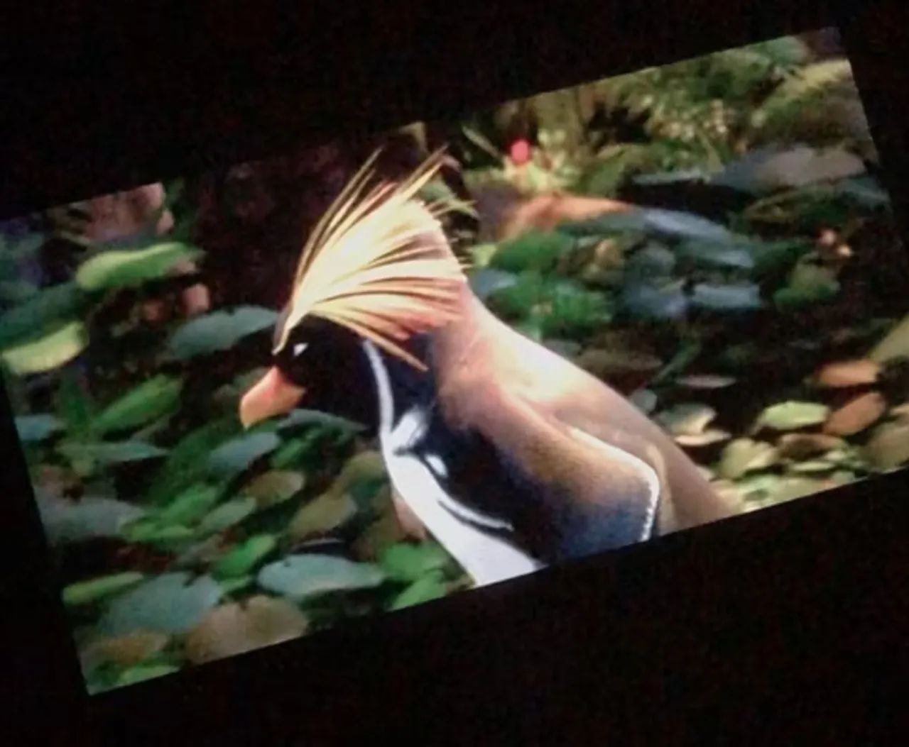 Projetor Portátil 4K - Tela Grande 130'' - Auto Foco - Foto 4