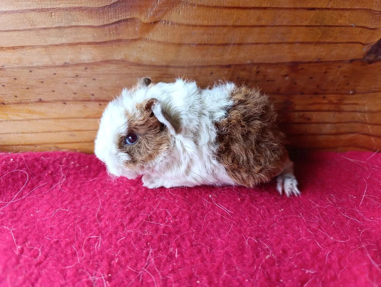 Porquinhos da Índia!  - Foto 3