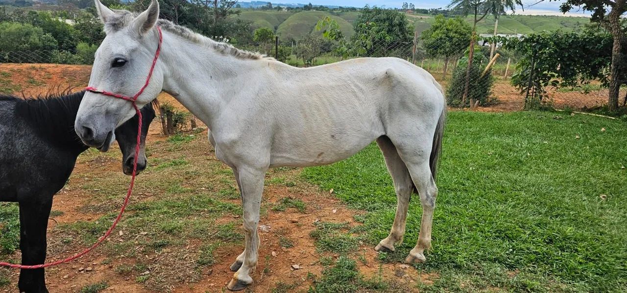 ÉGUA MANGALARGA  - Foto 4