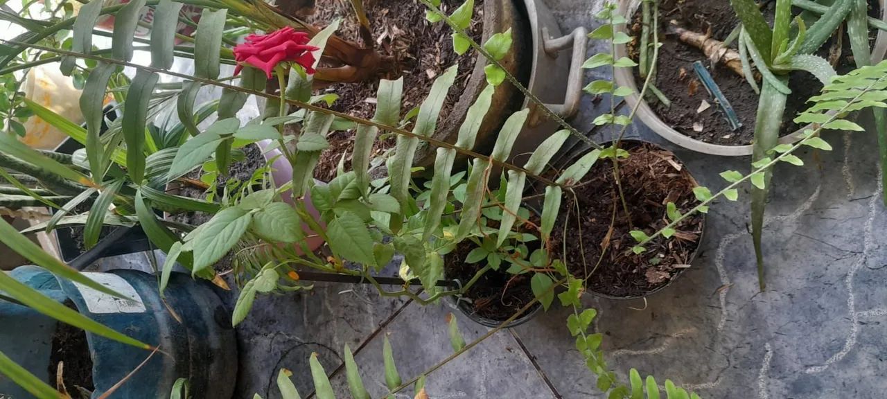 Diversas mudas a venda - Foto 2