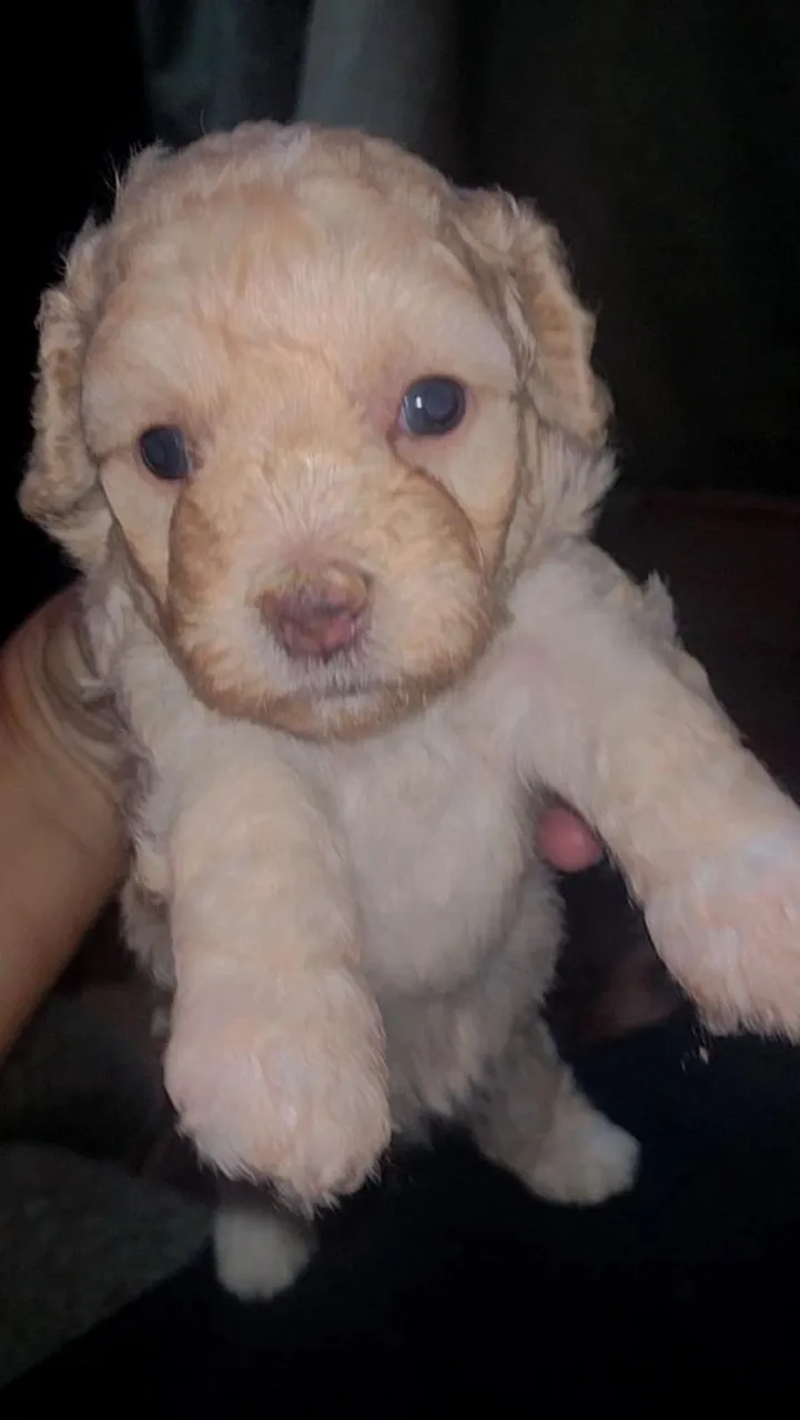 Filhote de Poodle Raça pura- Encantador e Carinhoso